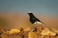 Belorit saharsky - Oenanthe leucopyga - White-crowned wheatear 1511